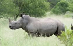 Как выглядит носорог. Носорог - животный мир. Люди являются серьезной угрозой для носорогов, но некоторые другие виды также представляют опасность